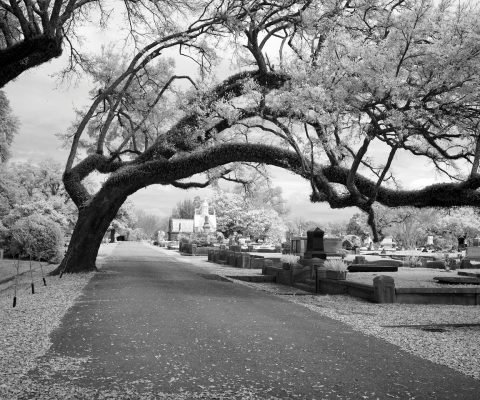 Cmentarz Komunalny Północny w Warszawie